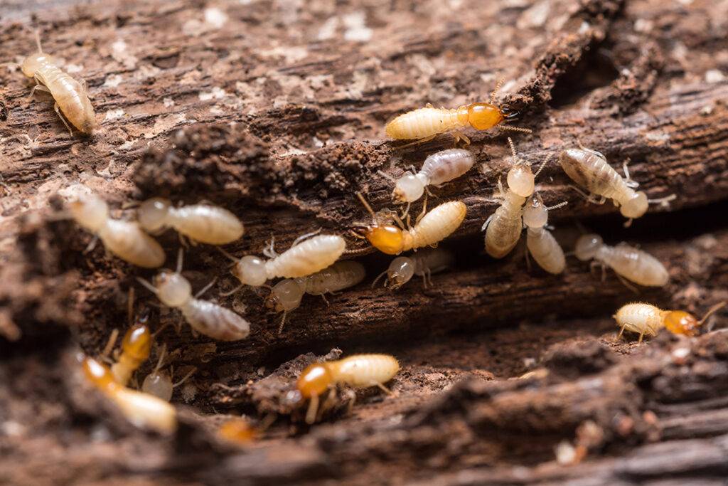 Termites in the spring and summer