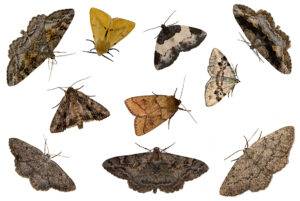 Moth Prevention Tips for Your Home