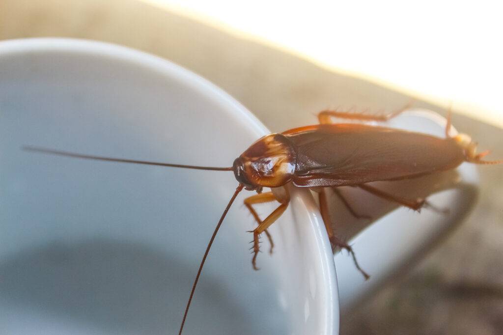 Ways to Prevent Roaches