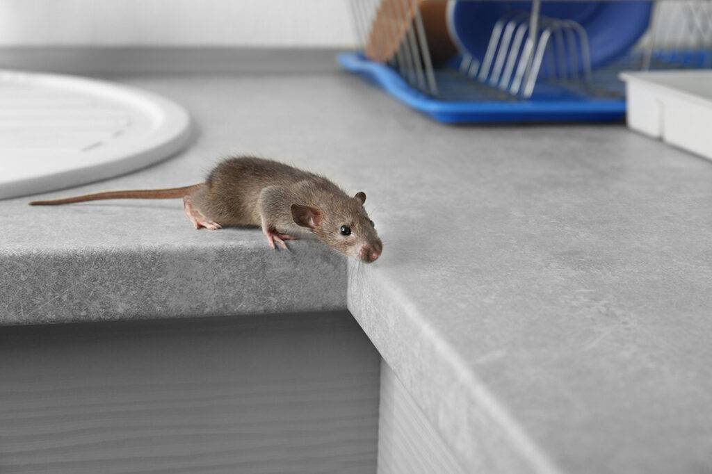 2024-10-–-Eastern-Burkholder-Exterminators-BLOGMR3.4-Common-Pests-in-Ohio-Homes