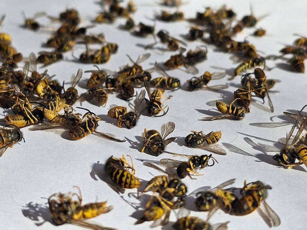 2025-03-–-Eastern-Burkholder-Exterminators-BLOGMR3.9-How-to-Prevent-and-Remove-Stinging-Insects
