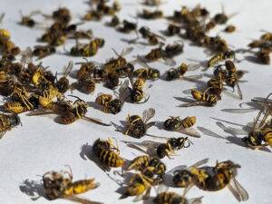 2025-03-–-Eastern-Burkholder-Exterminators-BLOGMR3.9-How-to-Prevent-and-Remove-Stinging-Insects