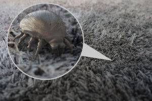 2025-04-–-Eastern-Burkholder-Exterminators-BLOGMR3.10-The-Connection-Between-Pests-and-Allergies