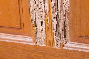 2025-05-–-Eastern-Burkholder-Exterminators-BLOGMR3.11-How-to-Identify-and-Prevent-Termite-Damage