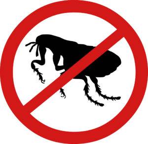 Stop Fleas in Their Tracks Before They Take Over!