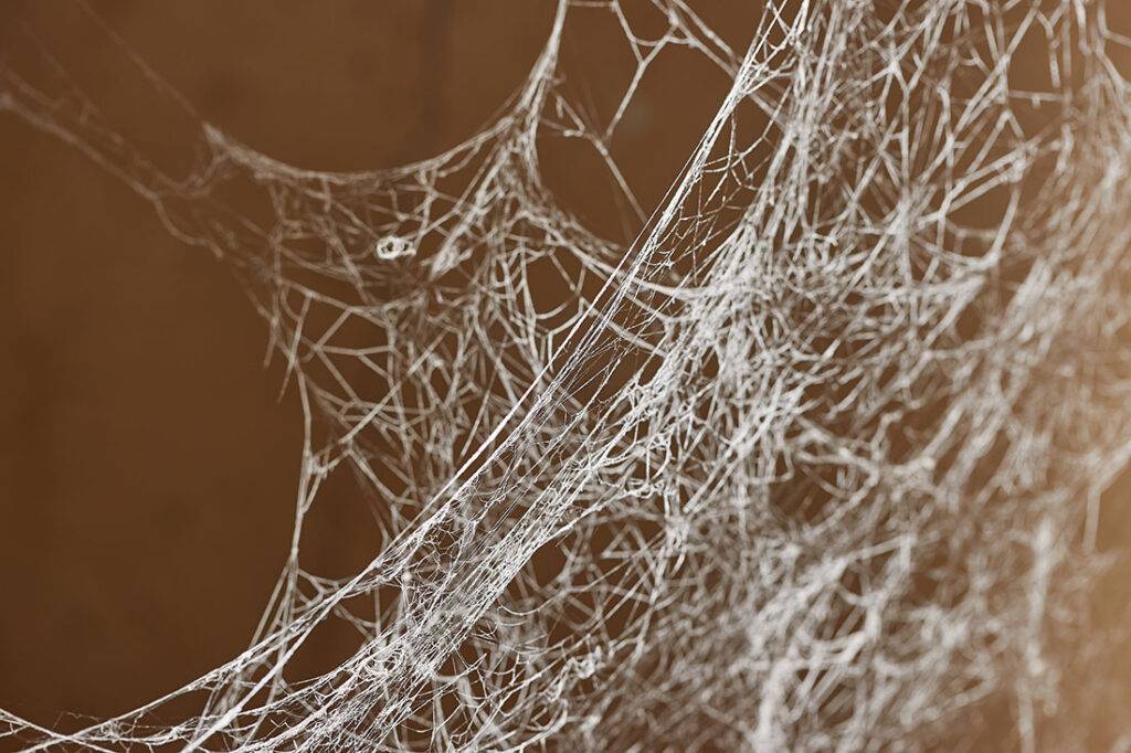 Keep Spiders Out of Your Home for Good