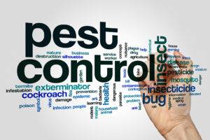 When to Call or Text a Pest Control Expert
