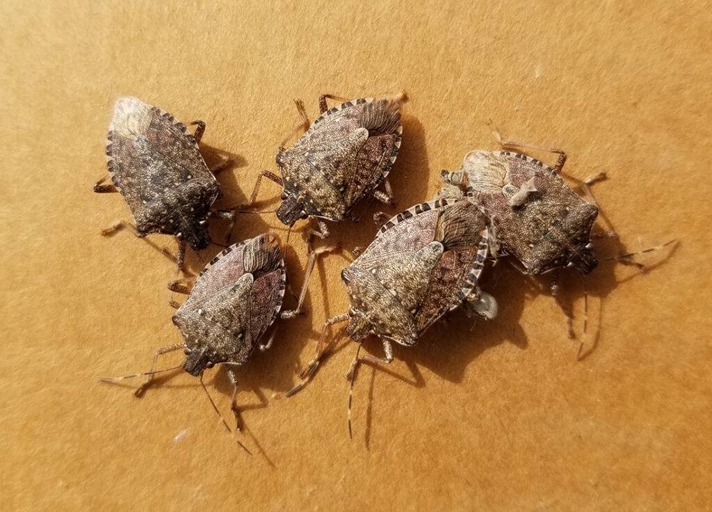 Stop Stink Bugs from Invading Your Home