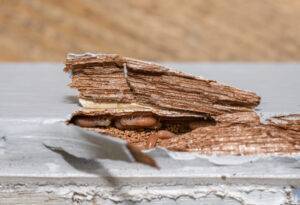 2026-08-–-Eastern-Burkholder-Exterminators-Inc–BLOGMR5.2-Protect-Wood-Structures-in-the-Mid-Ohio-Valley-from-Termites-scaled.jpeg