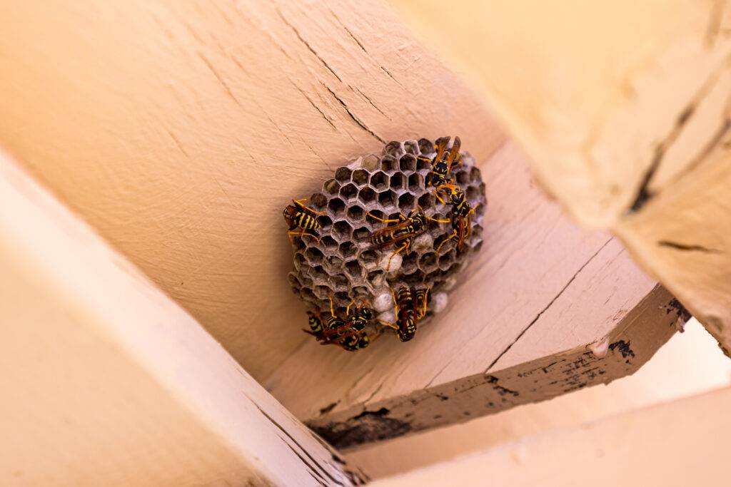2026-09-–-Eastern-Burkholder-Exterminators-Inc–BLOGMR5.3-Pest-Control-for-Rental-Properties-scaled.jpeg