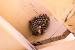 2026-09-–-Eastern-Burkholder-Exterminators-Inc–BLOGMR5.3-Pest-Control-for-Rental-Properties-scaled.jpeg