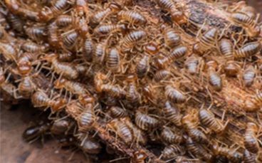 bugs bugs