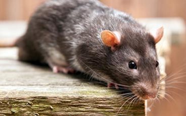 mouse mouse